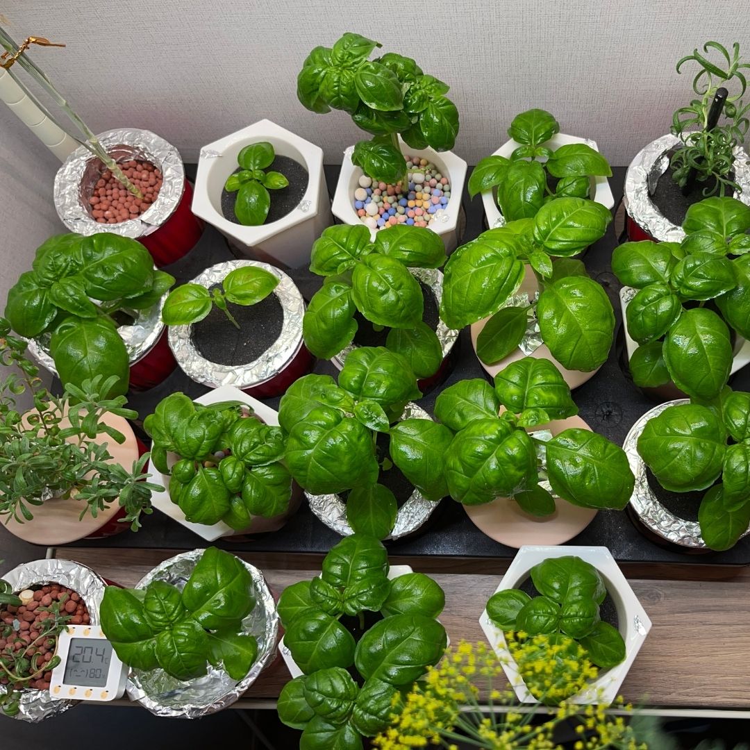 바질 키우는 방법