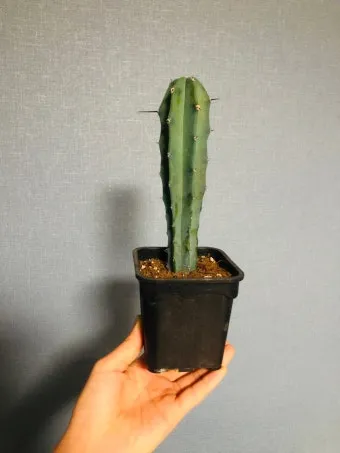 "용신목