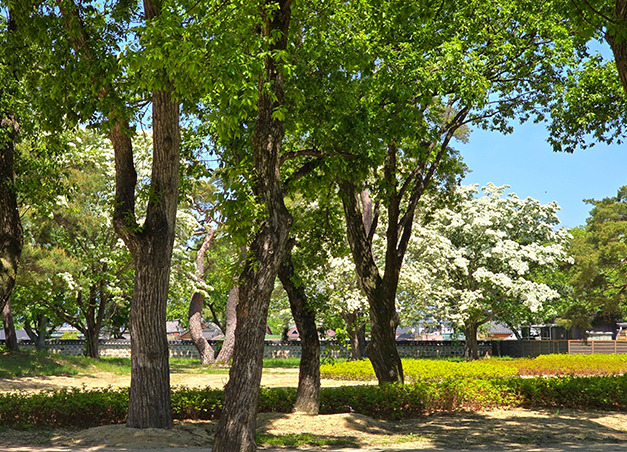 경주 오릉 이팝나무 - 이용요금, 이용시간, 주차정보