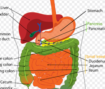 프로폴리스 효능
