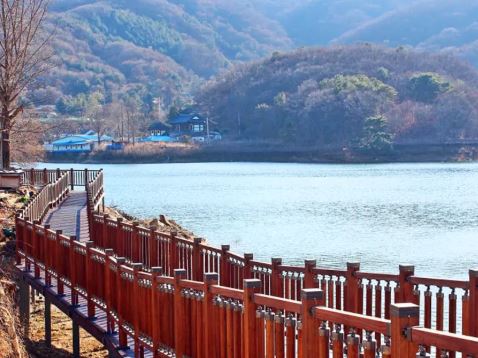 양주 벚꽃