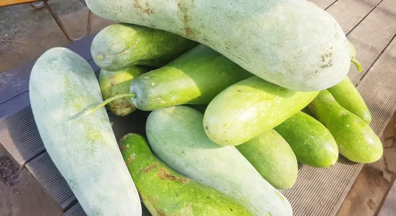 동과-섭취-주의사항