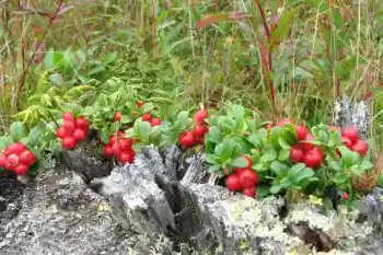 링곤베리 효능 및 영양소, 가격