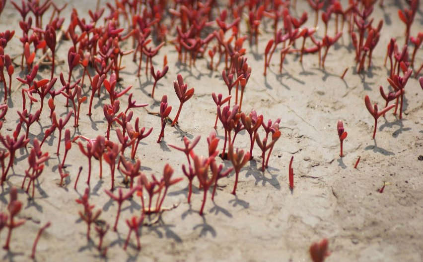 사막의 야생화 : 천일초