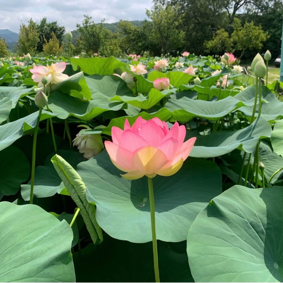 세미원 연꽃축제