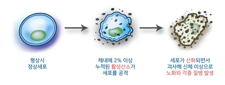 활성산소