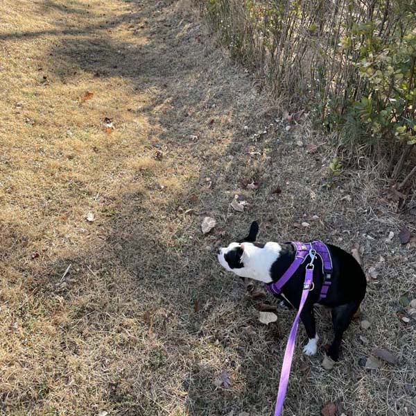강아지가 보라색 가슴줄을 하고 똥을 싸고있다