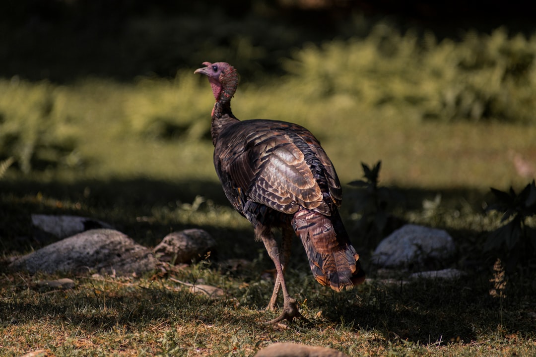 Thanksgiving.