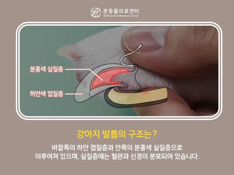 강아지 며느리발톱 그냥 둬도 괜찮을까 관리 제거 수술 총정리 정보모음_9