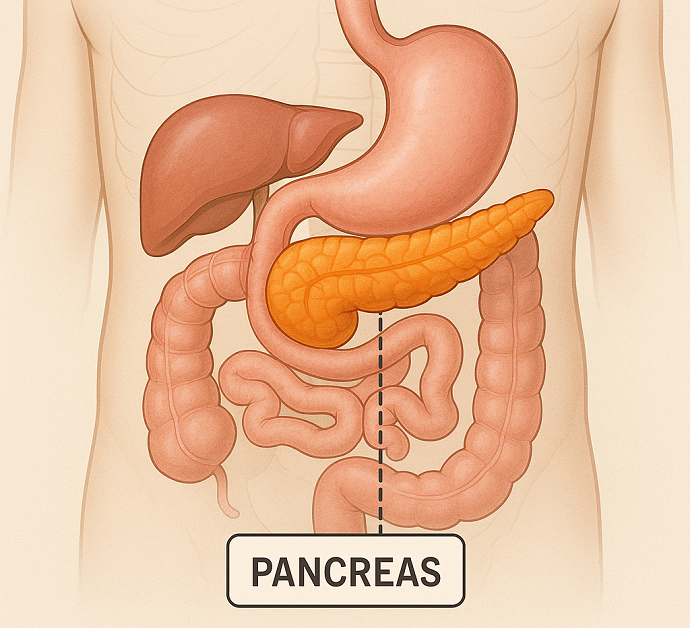 췌장위치