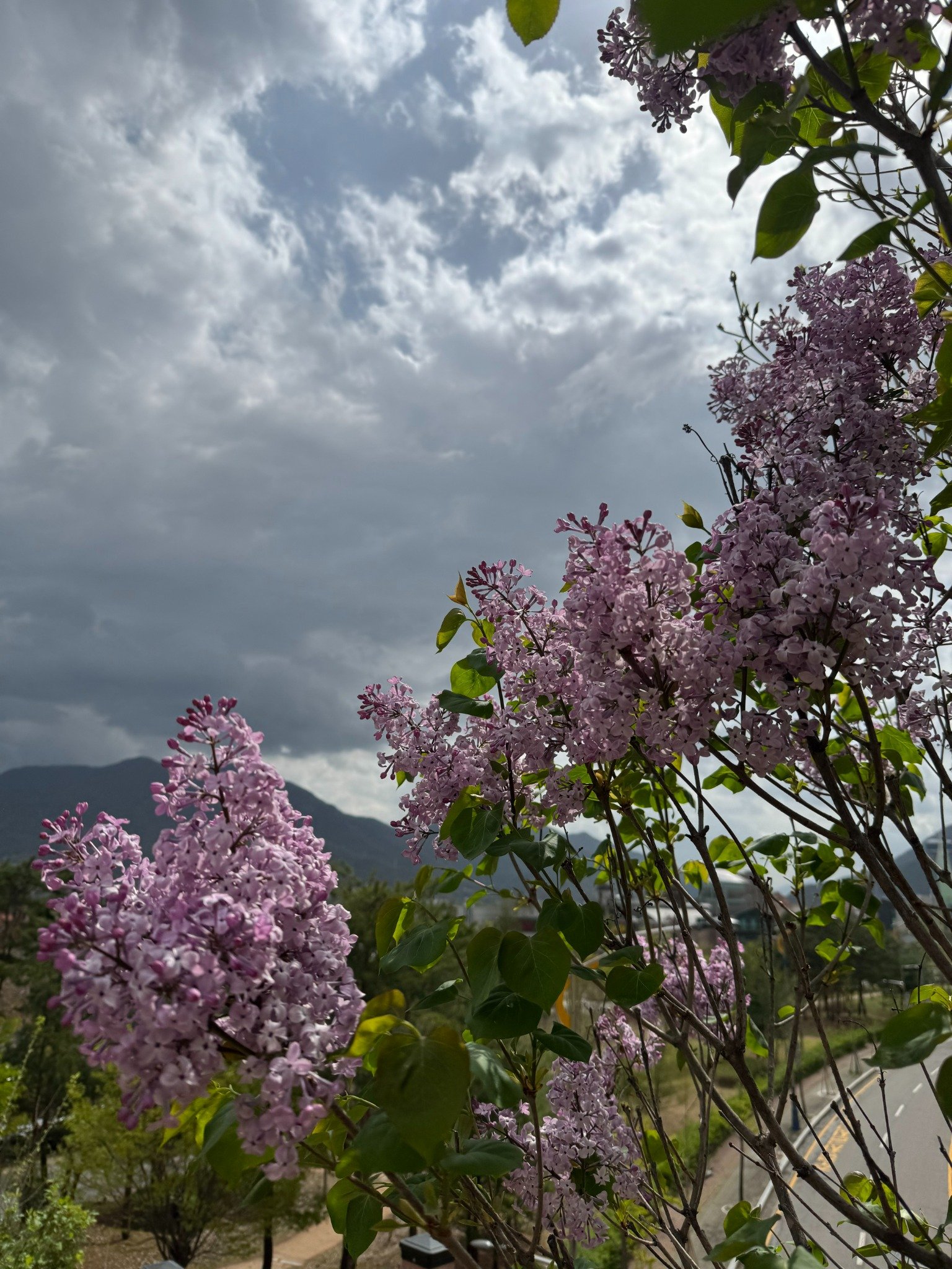 수수꽃다리 라일락