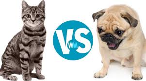 강아지 vs 고양이 차이점, 장단점