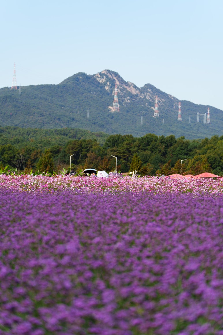 양주-나리농원-버들마편초-코스모스-배경