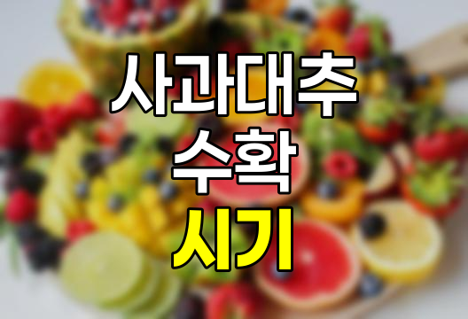 사과대추 수확 시기, 특징, 관리 및 보관 방법 총 정보
