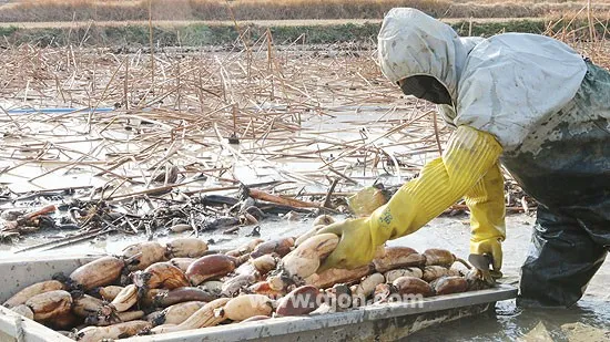 연근 재배 연못 재배 물 수위 관리 비료 주기_8
