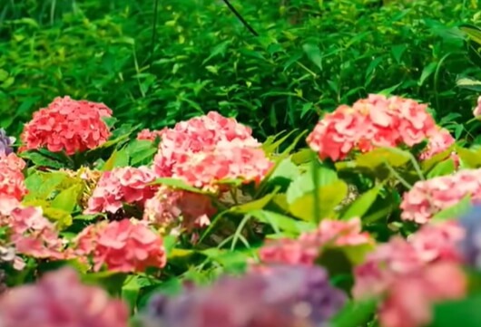 화담숲 예약하기-모노레일-벚꽃-2
