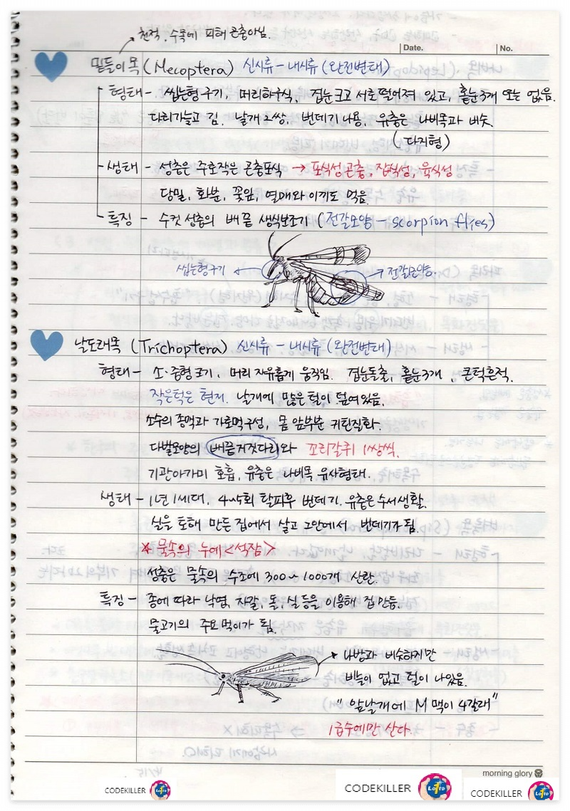 곤충의 계통분류 - 밑들이목, 날도래목