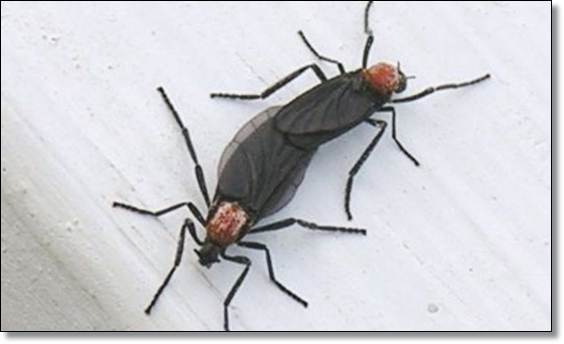 봄 가을의 불청객 러브 버그 퇴치/생태/행동/피해/예방/공존의 필요성