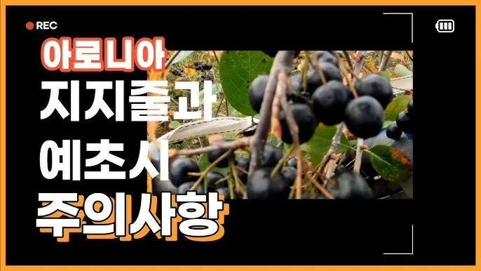 아로니아 재배 전정 포인트 병충해 방제 수확 저장_6