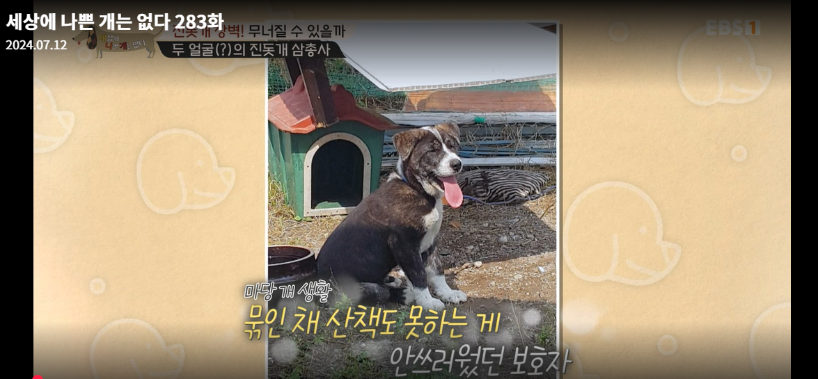 설채현-세상에나쁜개는없다-세나개-283화-진돗개장벽-재방송