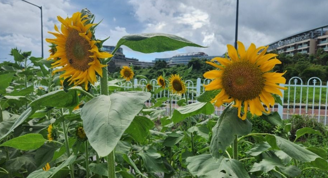 제주 여행과 함께 즐기면 좋은 코스
