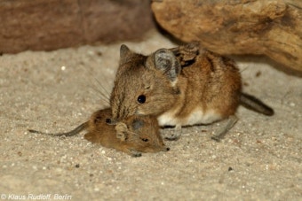 코끼리 땃쥐? 소형 유대류 반려동물 소개