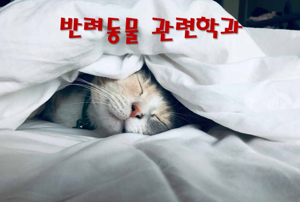 고양이사진