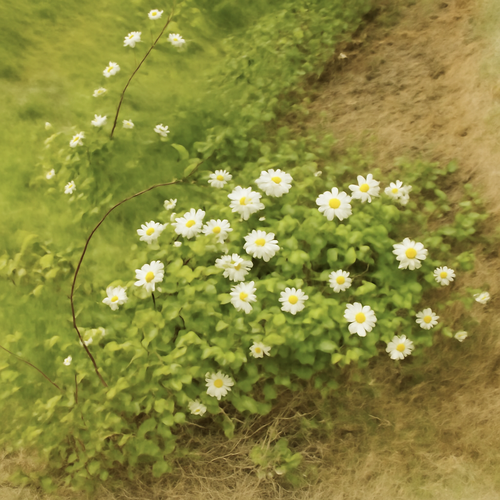 찔레꽃 효능과 부작용, 찔레나무 열매로 건강 지키는 법4