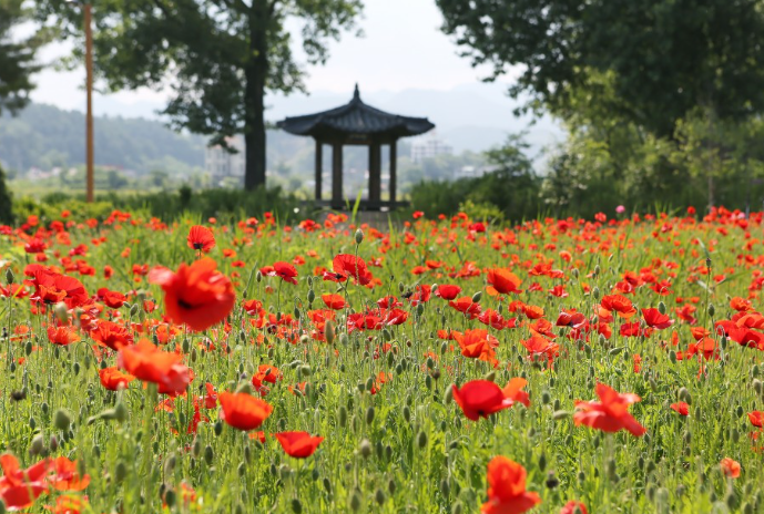 꽃축제 가볼만한 곳