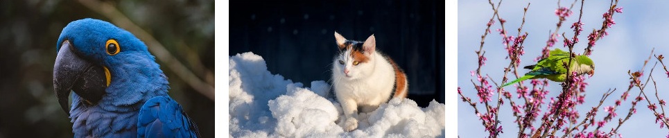 1인 가구 애완동물 추천