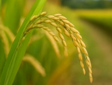 쌀벌레 없애는법