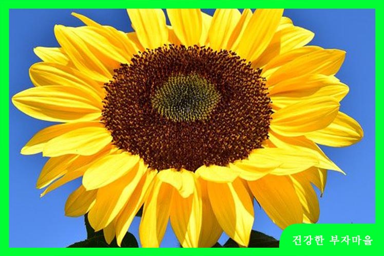 철분 많은 음식 BEST10 - 해바라기씨