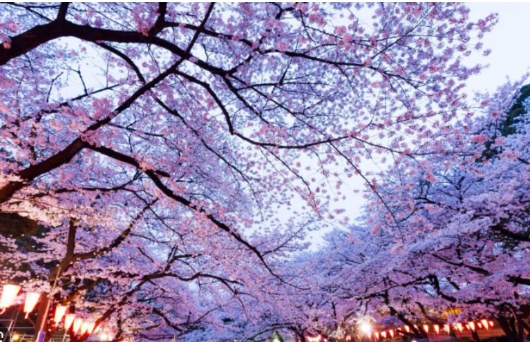 2025 벚꽃 개화시기