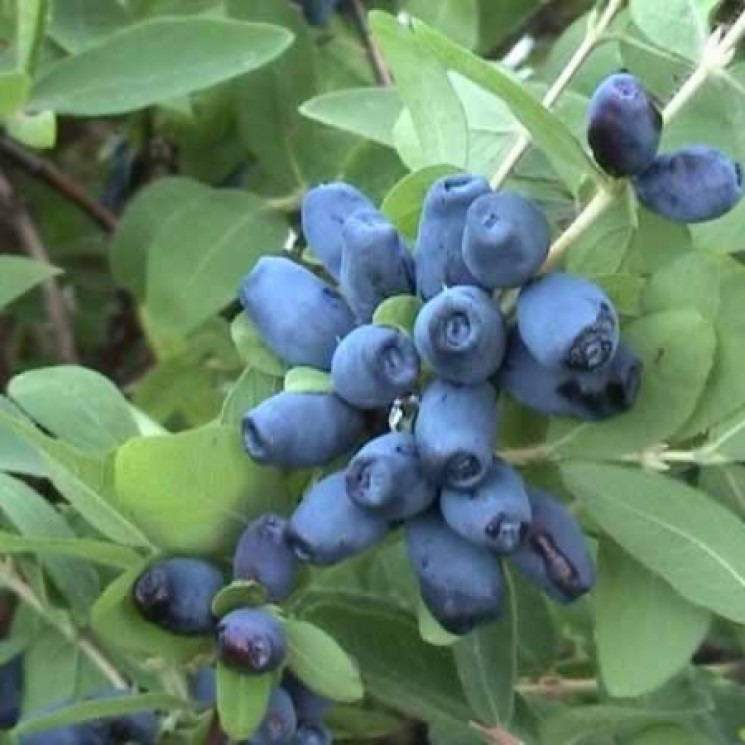 하스카프 베리 효능