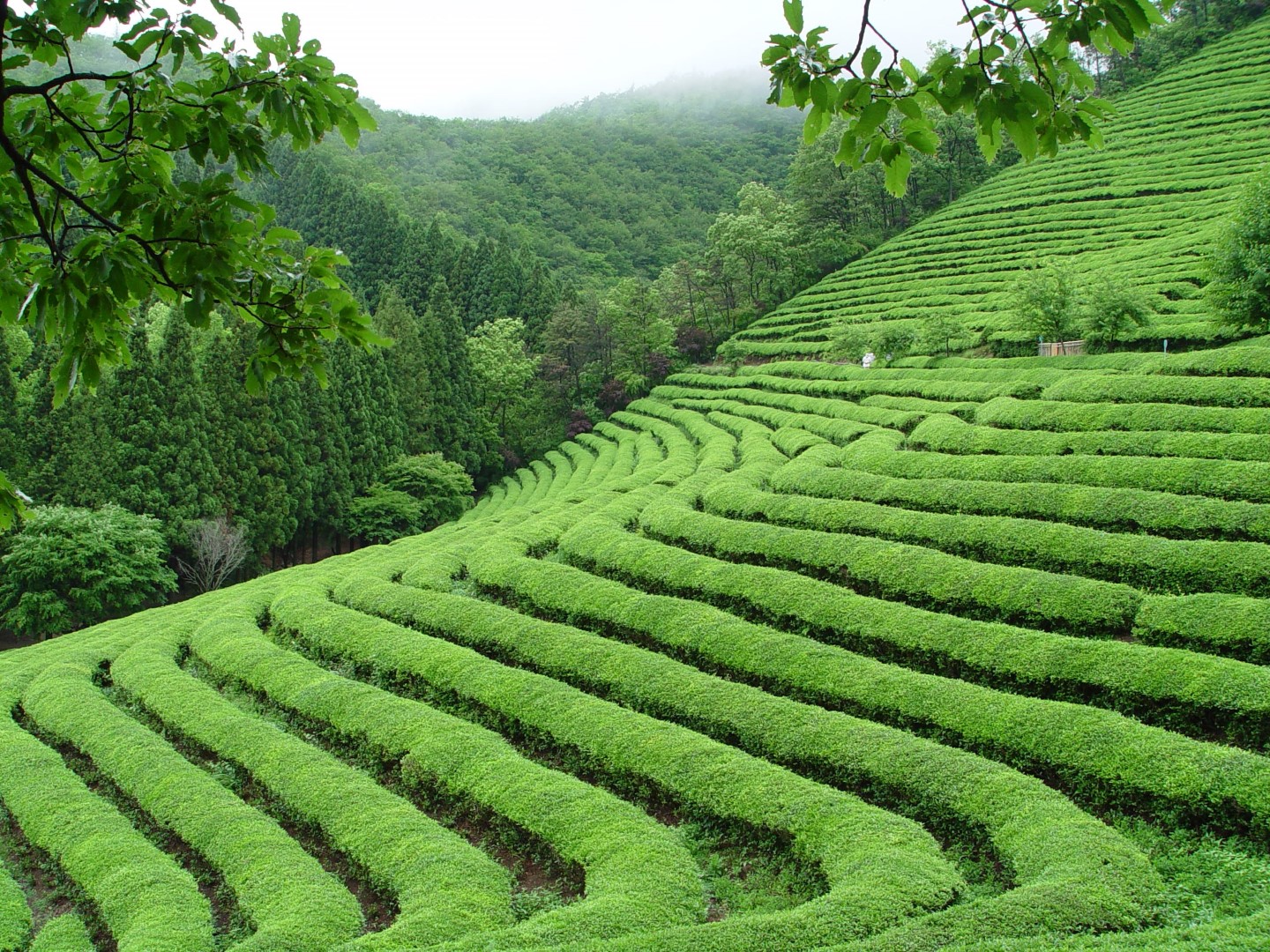 보성 녹차밭
