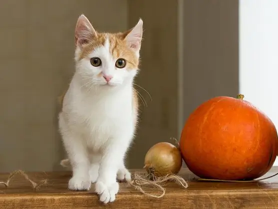 펫샵 전문견사 입양비용