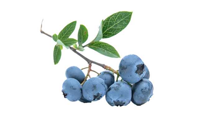 눈의 피로 시력 저하에 좋은 음식