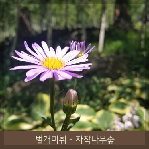 화담숲 단풍여행: 가을 절경을 만끽하는 최고의 산책 코스 추천