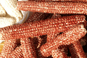 옥수수속대효과04