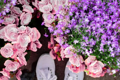 보라색과 핑크색 꽃