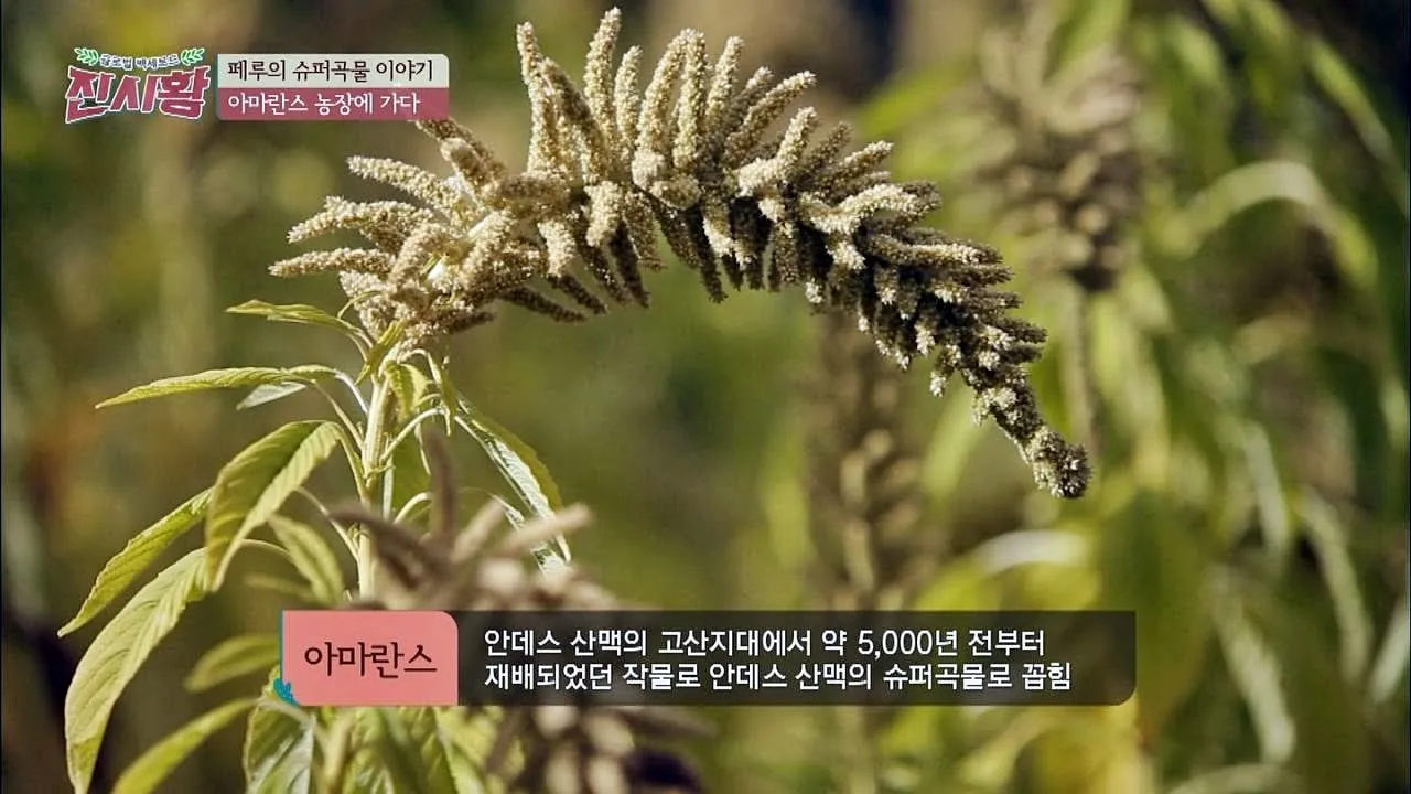 아마란스 재배 직파 요령 잎과 곡립 겸용 수확_5