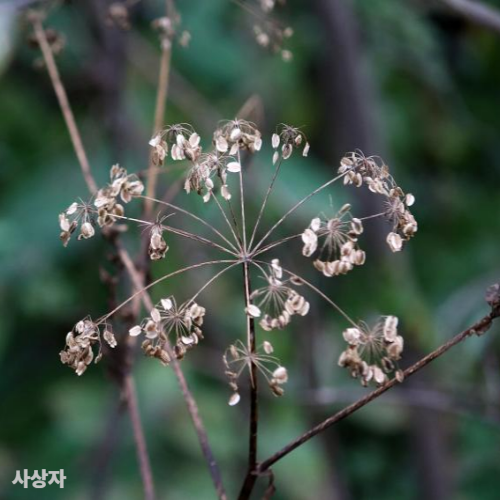 사상자