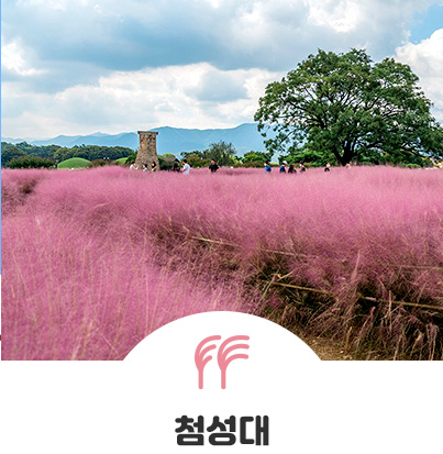 경주 첨성대 핑크뮬리