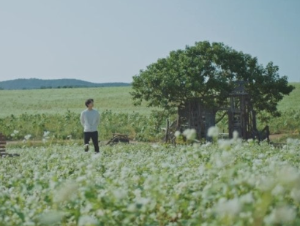 고창 청보리밭 실시간 개화 상황