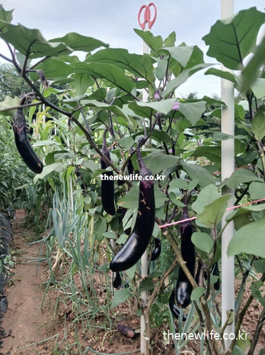 안토시아닌이 풍부하여 안구 건조증을 완화하고 눈 건강을 돕는 가지 실물 사진