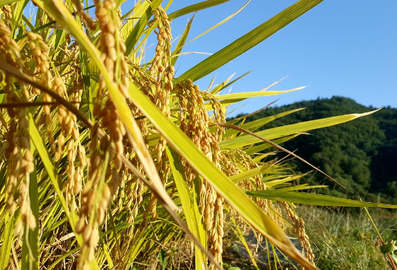 2023 추석지원금