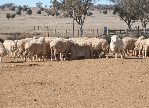 호주 워킹홀리데이 완벽 가이드: 비자부터 정착까지