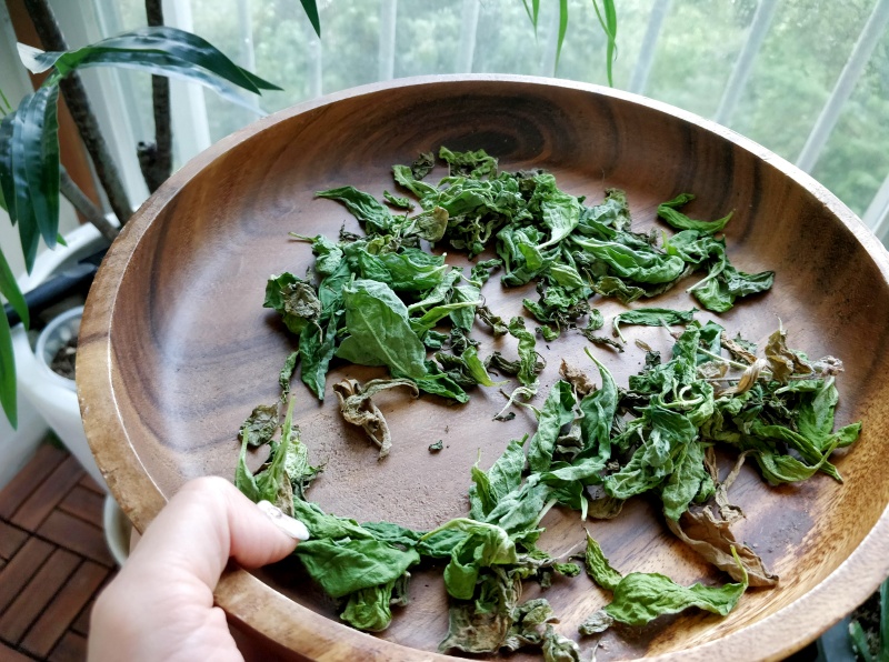 베란다 햇볕에 바질을 말리고있는 중