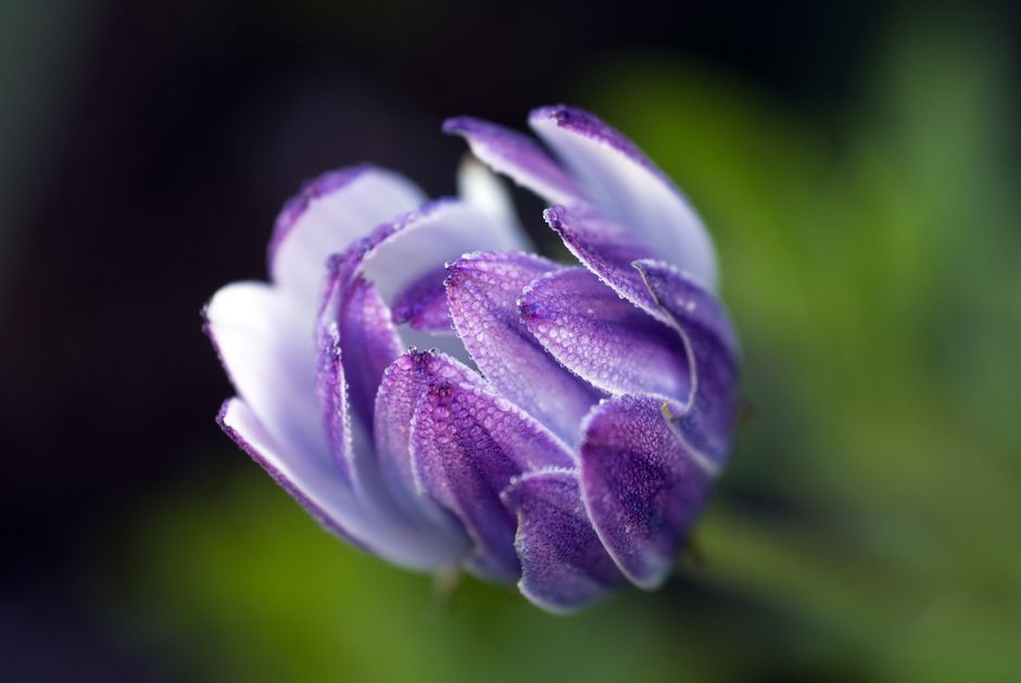Macro shot of a purple flower with dew drops on petals, showcasing natural beauty.