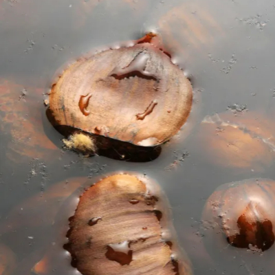 삶은밤 보관하는 방법1